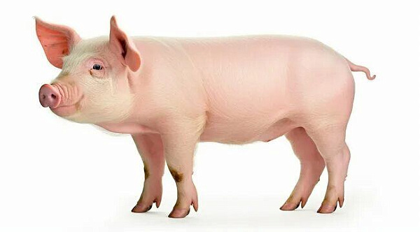 АО Племзавод "Заволжское" - 1